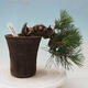 Venkovní bonsai - Pinus thunbergii - Borovice thunbergova - 1/5