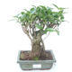 Pokojová bonsai - Ficus retusa -  malolistý fíkus PB2191859 - 1/2