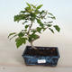 Venkovní bonsai-Okrasná Jabloň-Malus TRiFOLIATA - 1/2