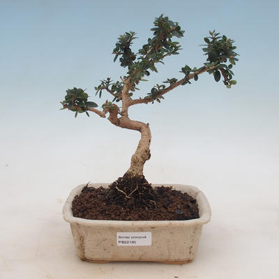 Pokojová bonsai - Olea europaea sylvestris -Oliva evropská drobnolistá - 1
