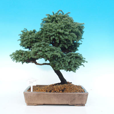 Venkovní bonsai - Cypřišek hrachonosný - Chamacyparis pisifera sqarosa dumosa - 1