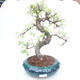 Pokojová bonsai - Ulmus parvifolia - Malolistý jilm PB2191864 - 1/3