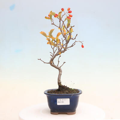 Venkovní bonsai - Pourthiaea villosa - Blýskalka chlupatá - 1