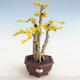 Pokojová bonsai -Ligustrum chinensis - Ptačí zob - 1/2