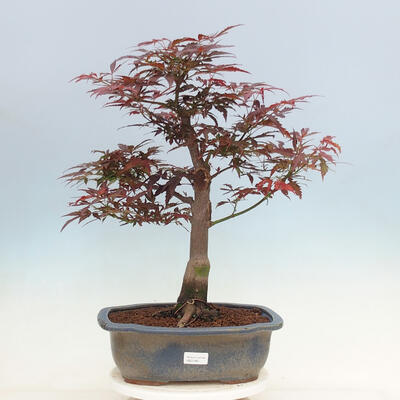 Venkovní bonsai - Acer palmatum Atropurpureum - Javor dlanitolistý červený - 1