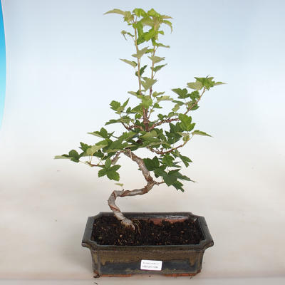 Venkovní bonsai-Okrasná Jabloň-Malus TRiFOLIATA