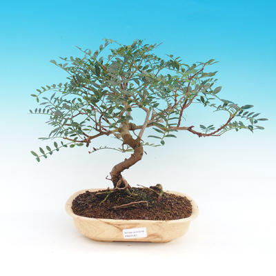 Pokojová bonsai- Pistácie - 1