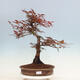 Venkovní bonsai - Acer palmatum Atropurpureum - Javor dlanitolistý červený - 1/5
