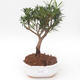 Pokojová bonsai - Podocarpus - Kamenný tis PB2191875 - 1/4