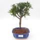 Pokojová bonsai - Podocarpus - Kamenný tis PB2191878 - 1/4