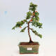 Venkovní bonsai-Pyracanta Teton -Hlohyně - 1/4