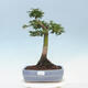 Venkovní bonsai -Javor dlanitolistý Acer palmatum Shishigashira - 1/5