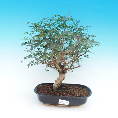 Pokojová bonsai- Pistácie - 1