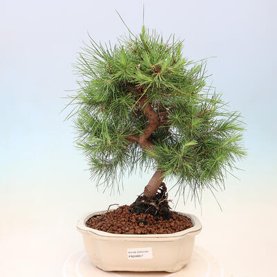 Pokojová bonsai-Pinus halepensis-Borovice alepská - 1