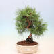 Pokojová bonsai-Pinus halepensis-Borovice alepská - 1/4