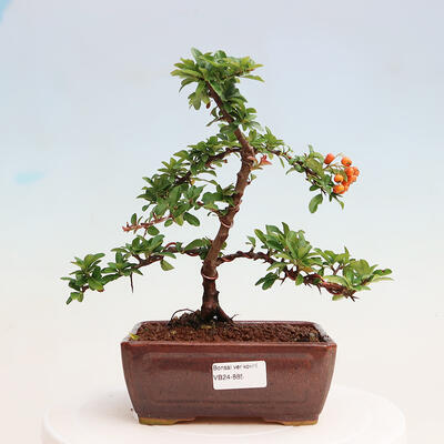 Venkovní bonsai-Pyracanta Teton -Hlohyně - 1