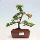 Venkovní bonsai-Pyracanta Teton -Hlohyně - 1/4