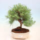 Pokojová bonsai-Pinus halepensis-Borovice alepská - 1/4