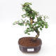 Pokojová bonsai - Carmona macrophylla - Čaj fuki PB2191886 - 1/5