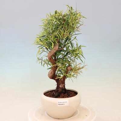 Pokojová bonsai - Ficus nerifolia -  malolistý fíkus - 1