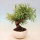 Pokojová bonsai - Ficus nerifolia -  malolistý fíkus - 1/4