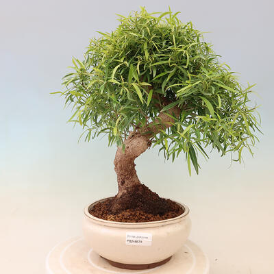 Pokojová bonsai - Ficus nerifolia -  malolistý fíkus - 1