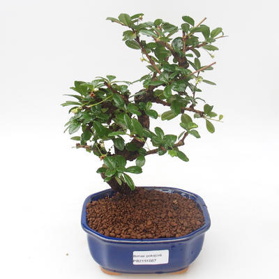 Pokojová bonsai - Carmona macrophylla - Čaj fuki PB2191887 - 1