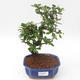 Pokojová bonsai - Carmona macrophylla - Čaj fuki PB2191887 - 1/5