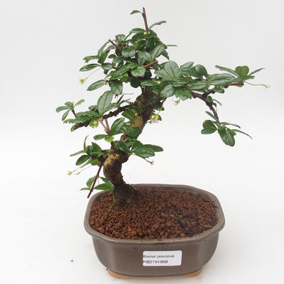 Pokojová bonsai - Carmona macrophylla - Čaj fuki PB2191888 - 1