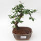 Pokojová bonsai - Carmona macrophylla - Čaj fuki PB2191888 - 1/5
