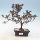 Venkovní bonsai - Rhododendron sp. - Azalka růžová - 1/3