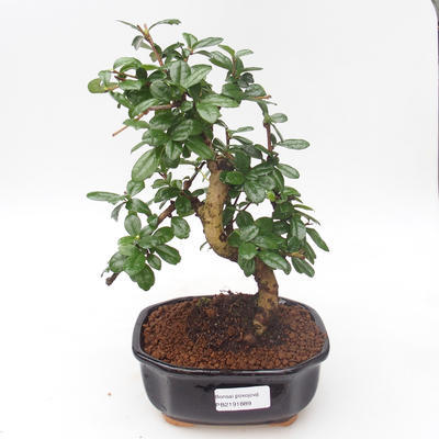 Pokojová bonsai - Carmona macrophylla - Čaj fuki PB2191889 - 1