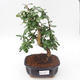 Pokojová bonsai - Carmona macrophylla - Čaj fuki PB2191889 - 1/5