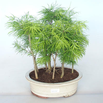Venkovní bonsai -Pseudolarix amabis-Pamodřín LESÍK - 1