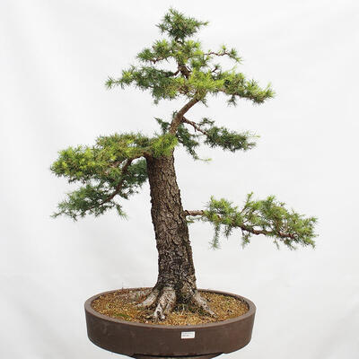 Venkovní bonsai Modřín opadavý Larix decidua - 1