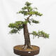 Venkovní bonsai Modřín opadavý Larix decidua - 1/5