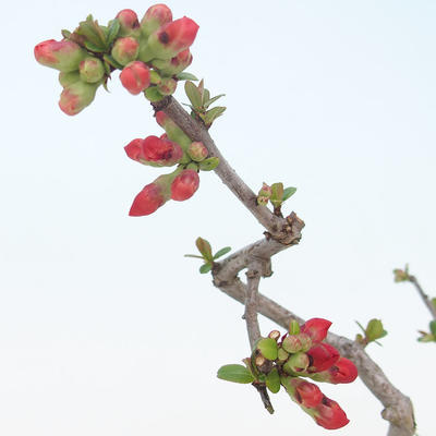 Venkovní bonsai - Chaenomeles spec. Rubra - Kdoulovec VB2020-188 - 1
