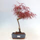 Venkovní bonsai - Javor dlanitolistý - Acer palmatum RED PYGMY - 1/2