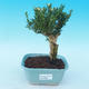 Pokojová bonsai - Buxus harlandii - 1/5