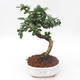 Pokojová bonsai - Carmona macrophylla - Čaj fuki PB2191890 - 1/5