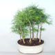 Venkovní bonsai -Pseudolarix amabis-Pamodřín LESÍK - 1/3