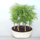Venkovní bonsai -Pseudolarix amabis-Pamodřín LESÍK - 1/3