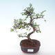 Pokojová bonsai - Ulmus parvifolia - Malolistý jilm PB2191895 - 1/3