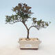 Venkovní bonsai - Rhododendron sp. - Azalka růžová - 1/3