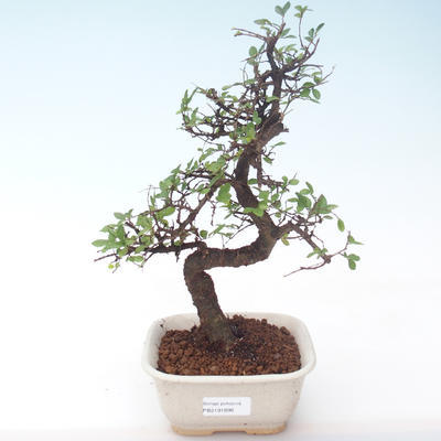 Pokojová bonsai - Ulmus parvifolia - Malolistý jilm PB2191896 - 1