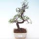 Pokojová bonsai - Ulmus parvifolia - Malolistý jilm PB2191896 - 1/3