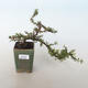 Venkovní bonsai-Cotoneaster horizontalis-Skalník - 1/3