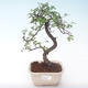 Pokojová bonsai - Ulmus parvifolia - Malolistý jilm PB2191897 - 1/3
