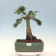 Venkovní bonsai -Javor dlanitolistý Acer palmatum Shishigashira - 1/5