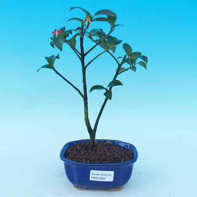 Pokojová bonsai-Camellia euphlebia-Kamélie - 1